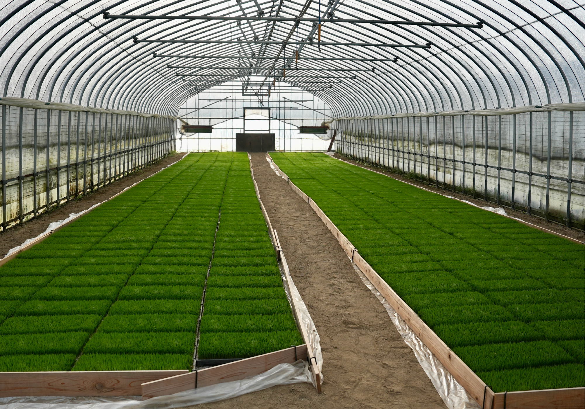 ビニールハウス内の写真