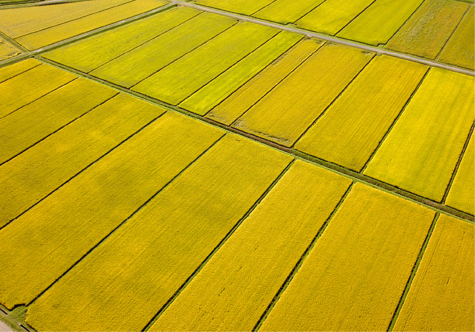 水田の航空写真