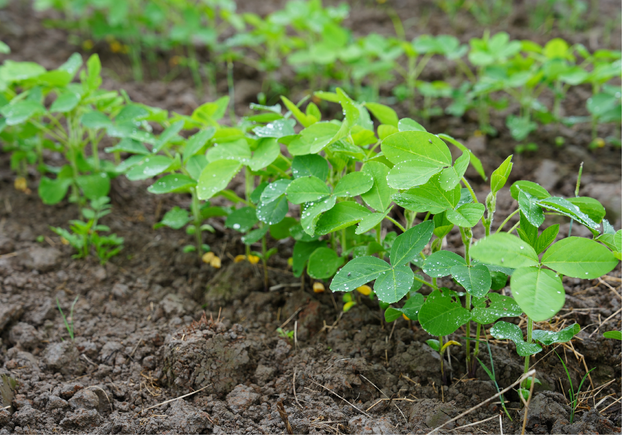 大豆の苗
