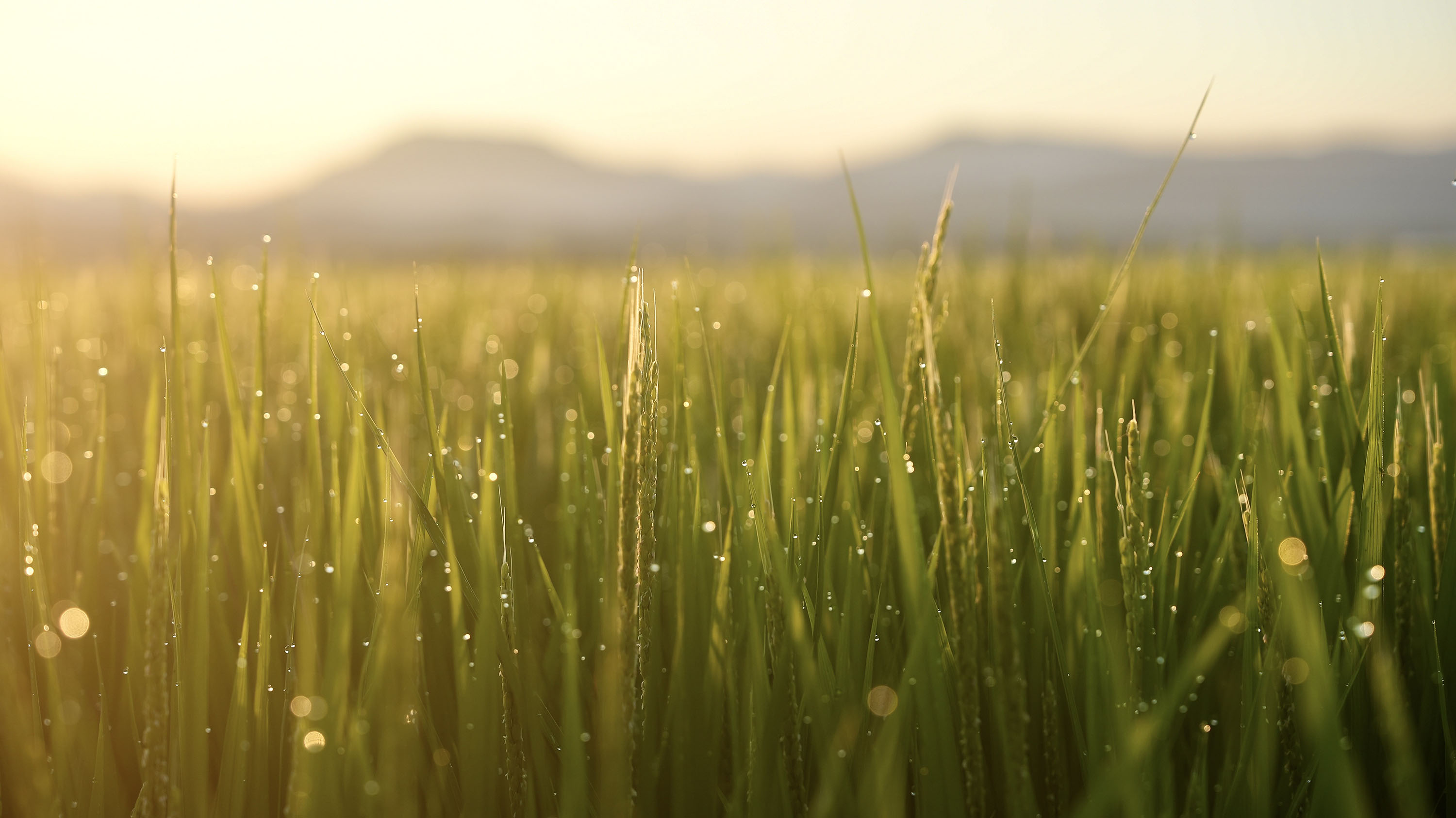 稲穂の夕景写真
